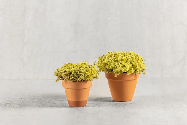 סידור טרקוטה פרחי עדעד 50 שח