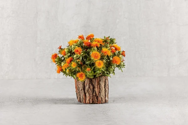 סידור כתום בול עץ קטן 80