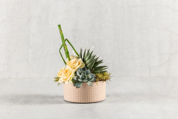 סידור סוקולנט 150