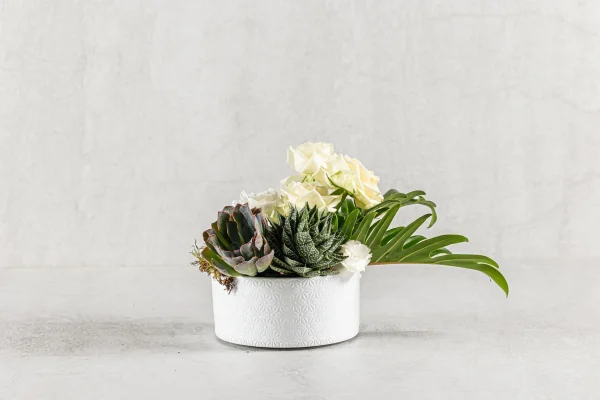 סידור עם סוקולנט 150 שח