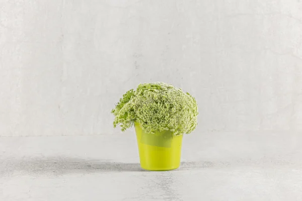 סידור קטן כלי זכוכית טרכליום 50 שח