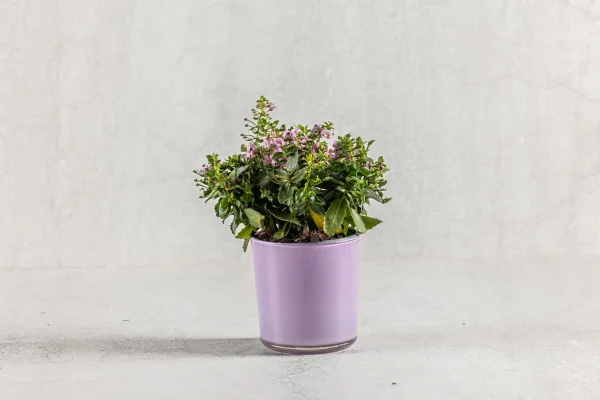 עציץ תבלין בכלי 50 שח