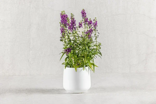 עציצי תבלין 50שח