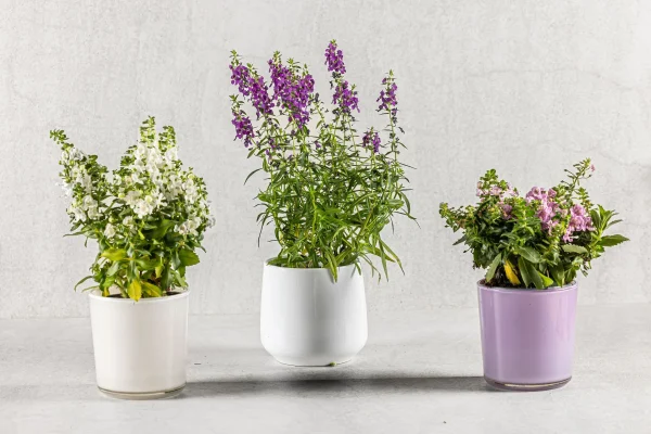 עציצי תבלין משתנים