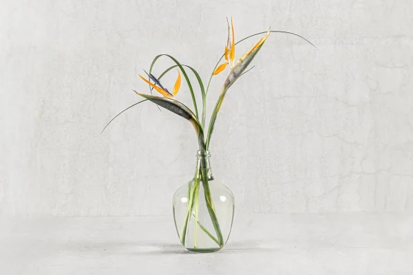 ציפור גן עדן 70 שח - אפשרי בכלי אחר מוזיל עלויות